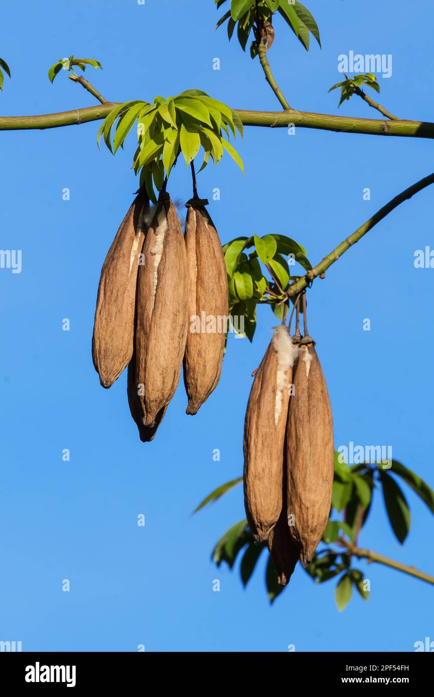 Kapok fruit hires stock photography and images Alamy