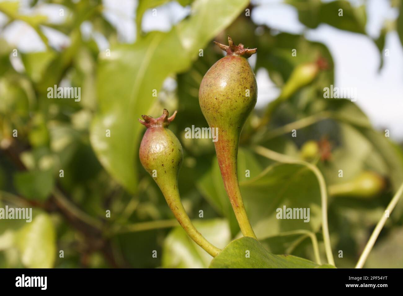 Common Pear (Pyrus communis) 'Conference', close-up of developing fruit, in garden, Suffolk, England, United Kingdom Stock Photo