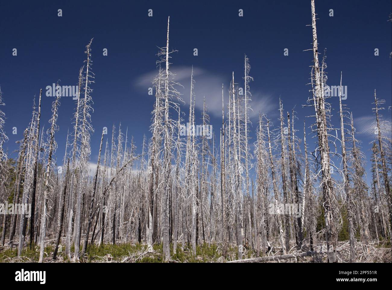Lodgepole Pine (Pinus contorta latifolia) burnt coniferous forest habitat, Three-fingered Jack, Cascades Mountains, Oregon (U.) S. A Stock Photo