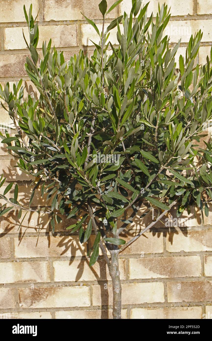 Olive (Olea europea) young tree, growing against brick wall in garden, Suffolk, England, United Kingdom Stock Photo