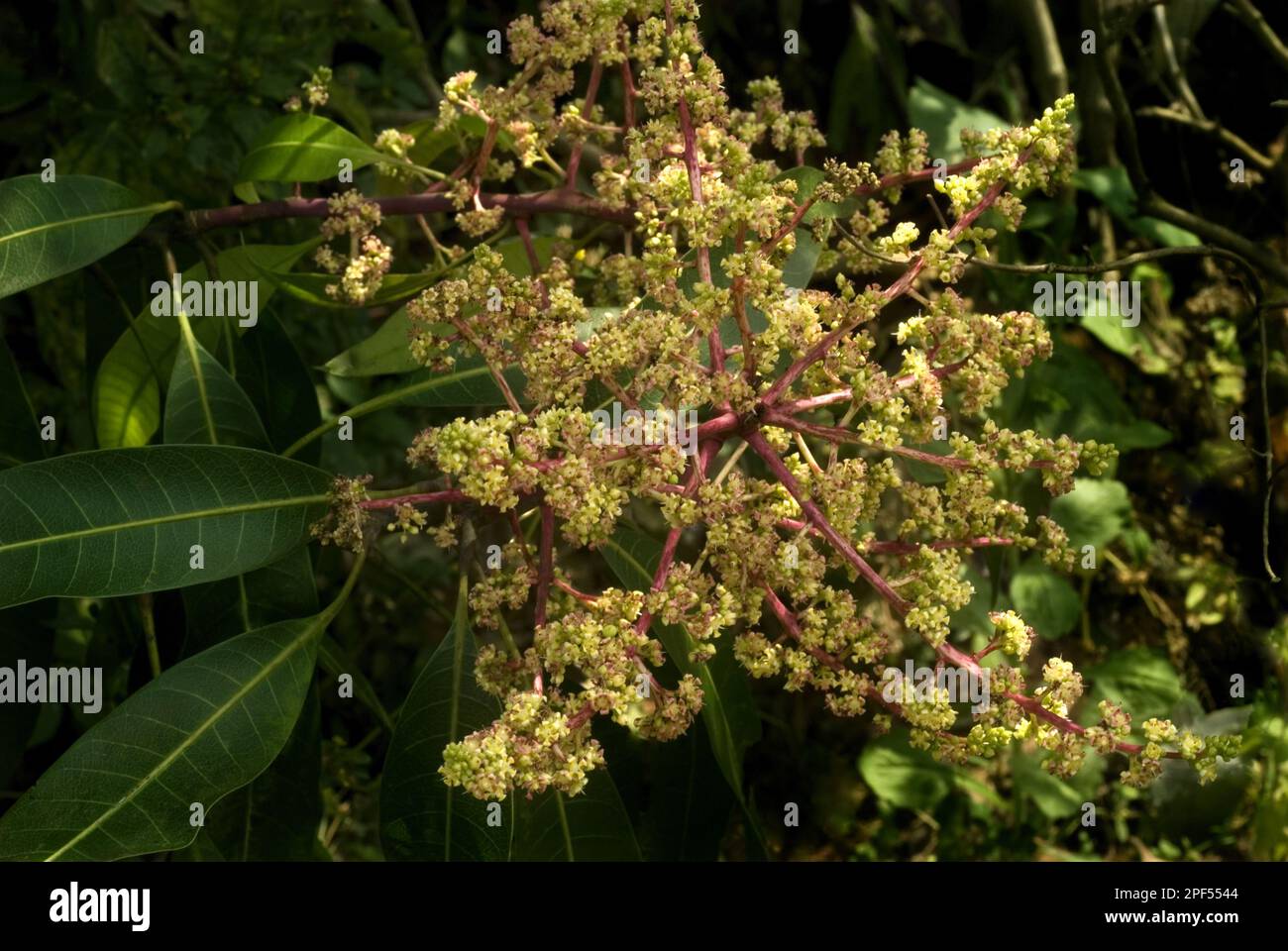 Mango (Mangifera indica) closeup of flowers, Peermade, Kerala, India