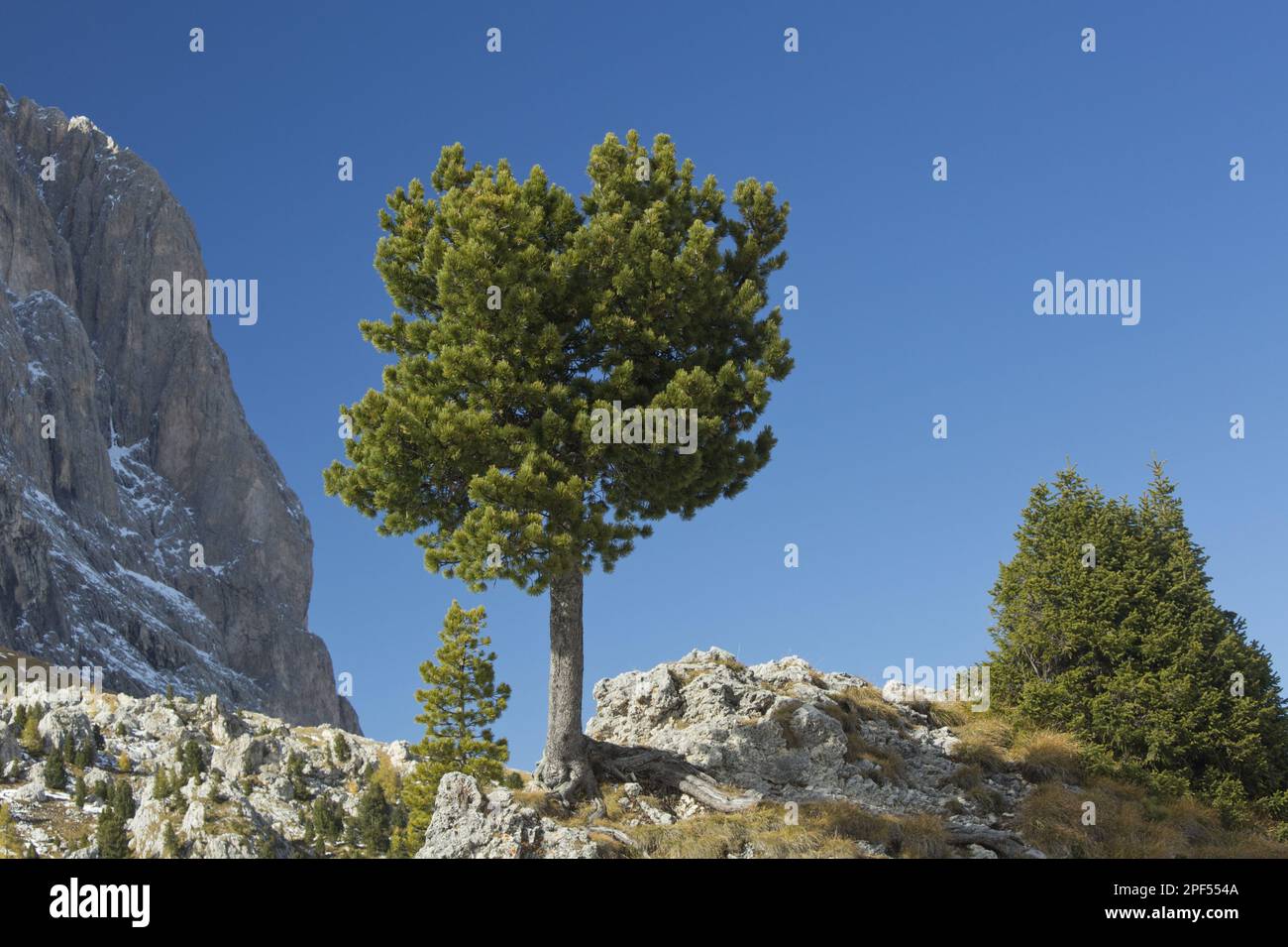 Arolla Pine (Pinus cembra) habit, growing on rocks in mountain habitat, Dolomites, Italian Alps, Italy Stock Photo