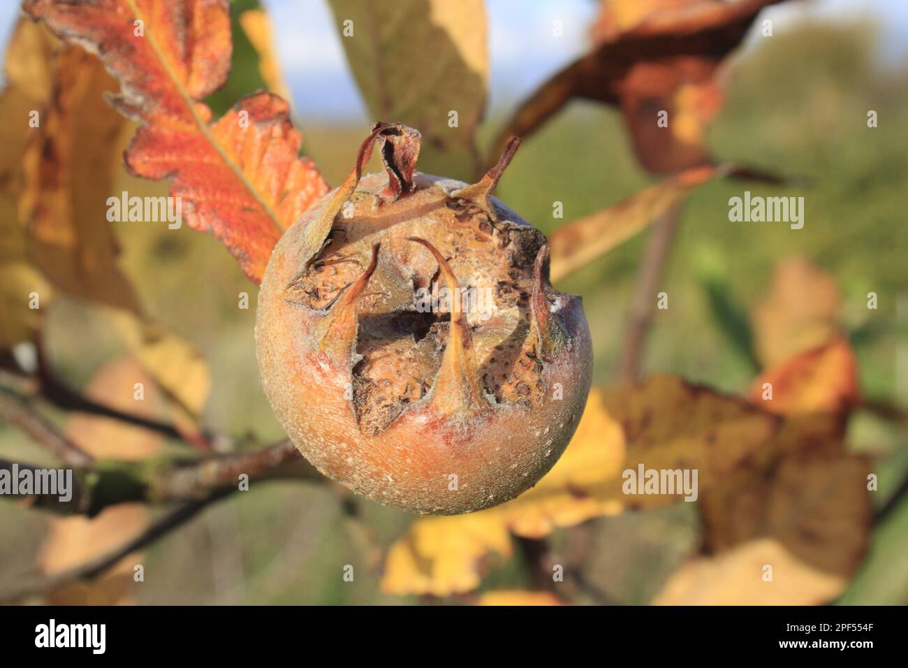 Medlar (Mespilus germanica) close-up of fruit, in garden, Suffolk, England, United Kingdom Stock Photo