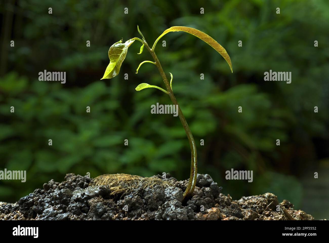 Mango (Mangifera indica) germinating seed with shoot, Trivandrum