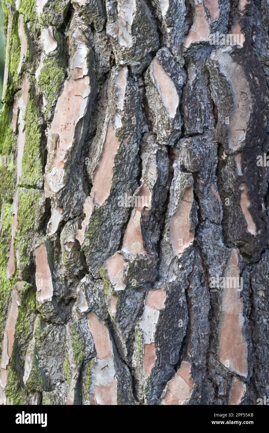 Maritime Pine (Pinus pinaster) close-up of bark, in garden, Cambridgeshire, England, United Kingdom Stock Photo