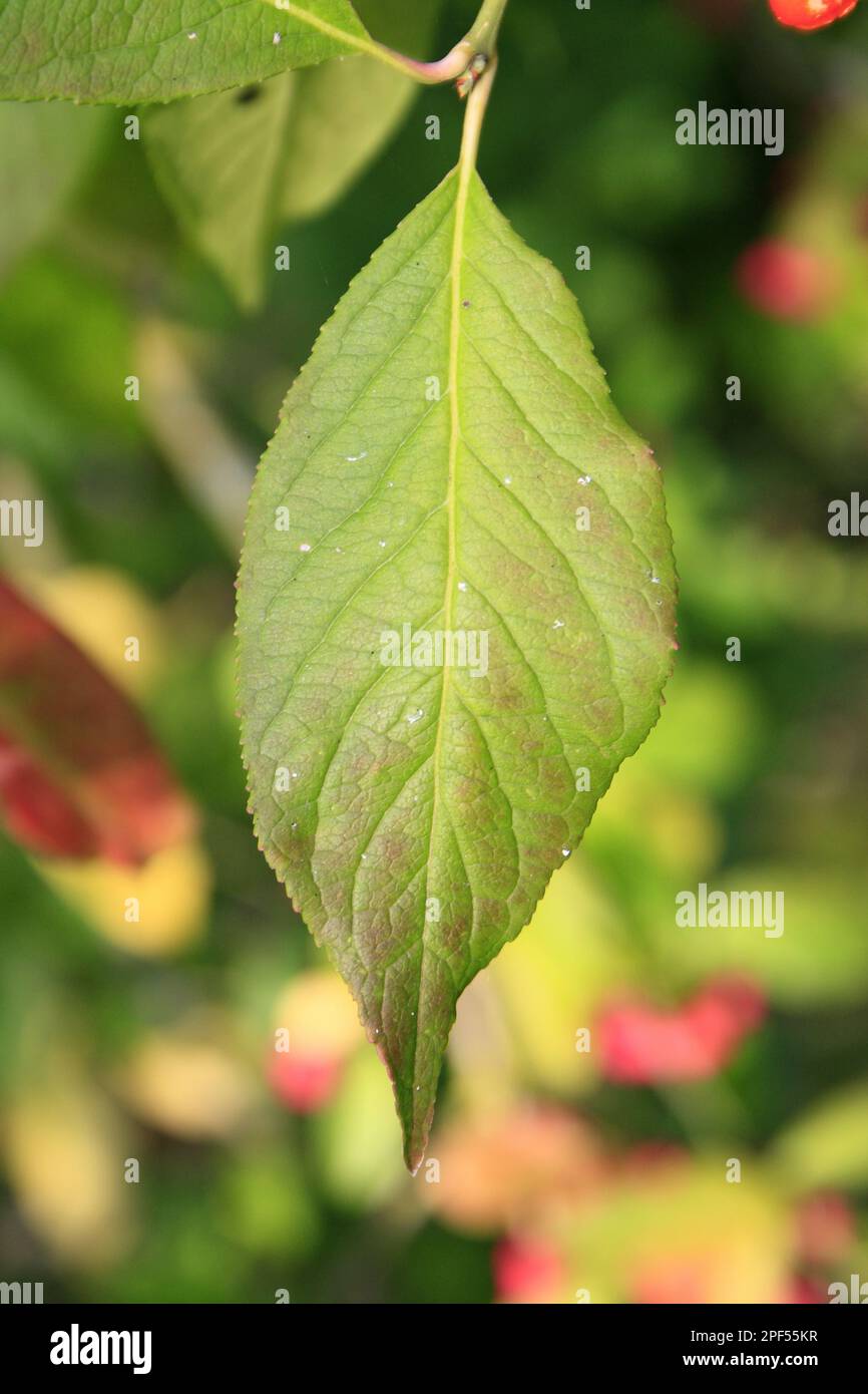Euonymus europa, European spindle tree, European spindle tree, European