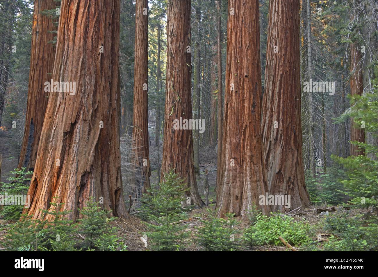 Sequoia gigantea, giant sequoia (Sequoiadendron giganteum), Mountain sequoia, Cypress family, Giant Redwood trunks, in forest habitat, Sequoia N. P. Stock Photo