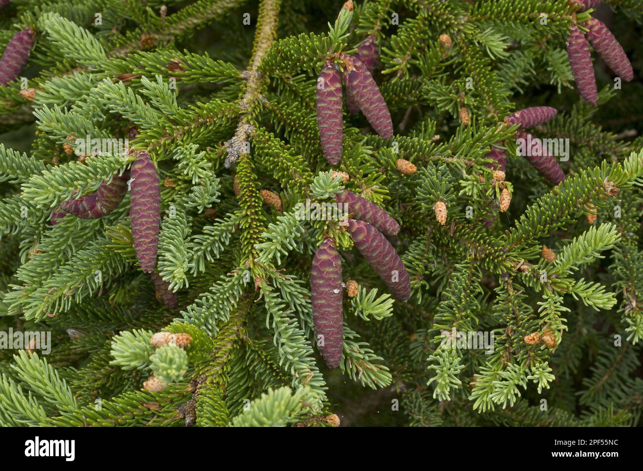 White cat spruce (Picea glauca) close-up of female cones, Newfoundland, Canada Stock Photo