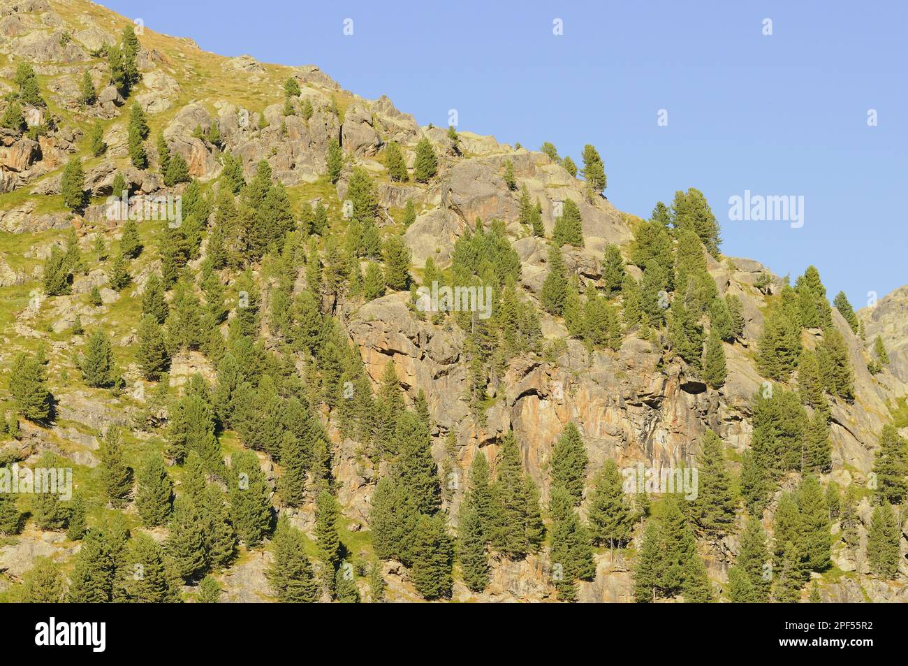 Arolla Pine (Pinus cembra) habit, forest growing amongst rocks on slope in mountain habitat, Italian Alps, Italy Stock Photo