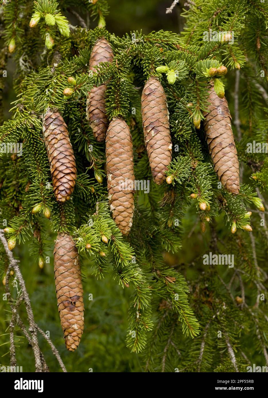 Norway spruce, Norway spruce, Norway spruce, Norway spruce, Norway spruce, Norway spruce, Norway spruce, Norway spruce, Norway spruce, Norway spruce Stock Photo