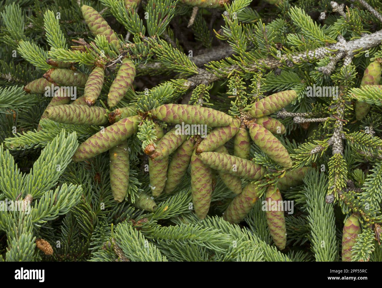 White cat spruce (Picea glauca) close-up of female cones, Newfoundland, Canada Stock Photo