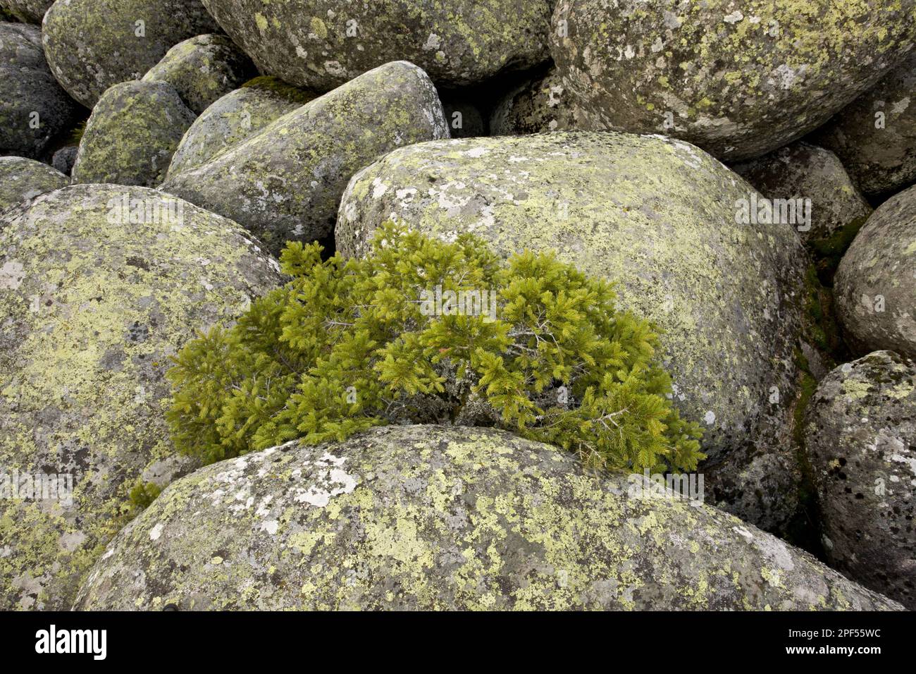 Norway european spruce (Picea abies) dwarf growth habit, growing between granite boulders in stone run, peculiar geomorphological phenomenon of Stock Photo