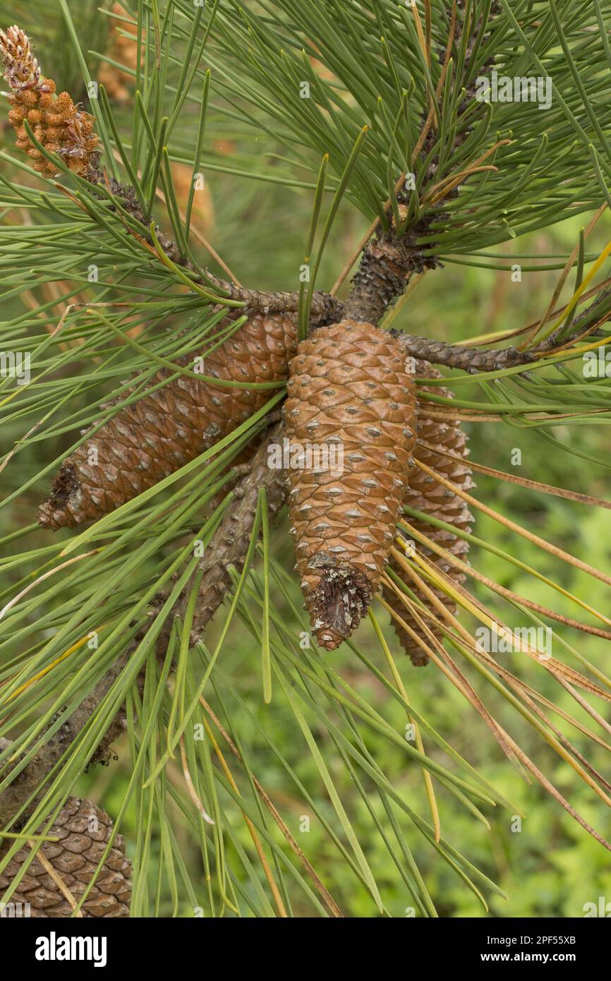 Scots pine (Pinus sylvestris), scots pine, Scots pine, Scots pine close ...