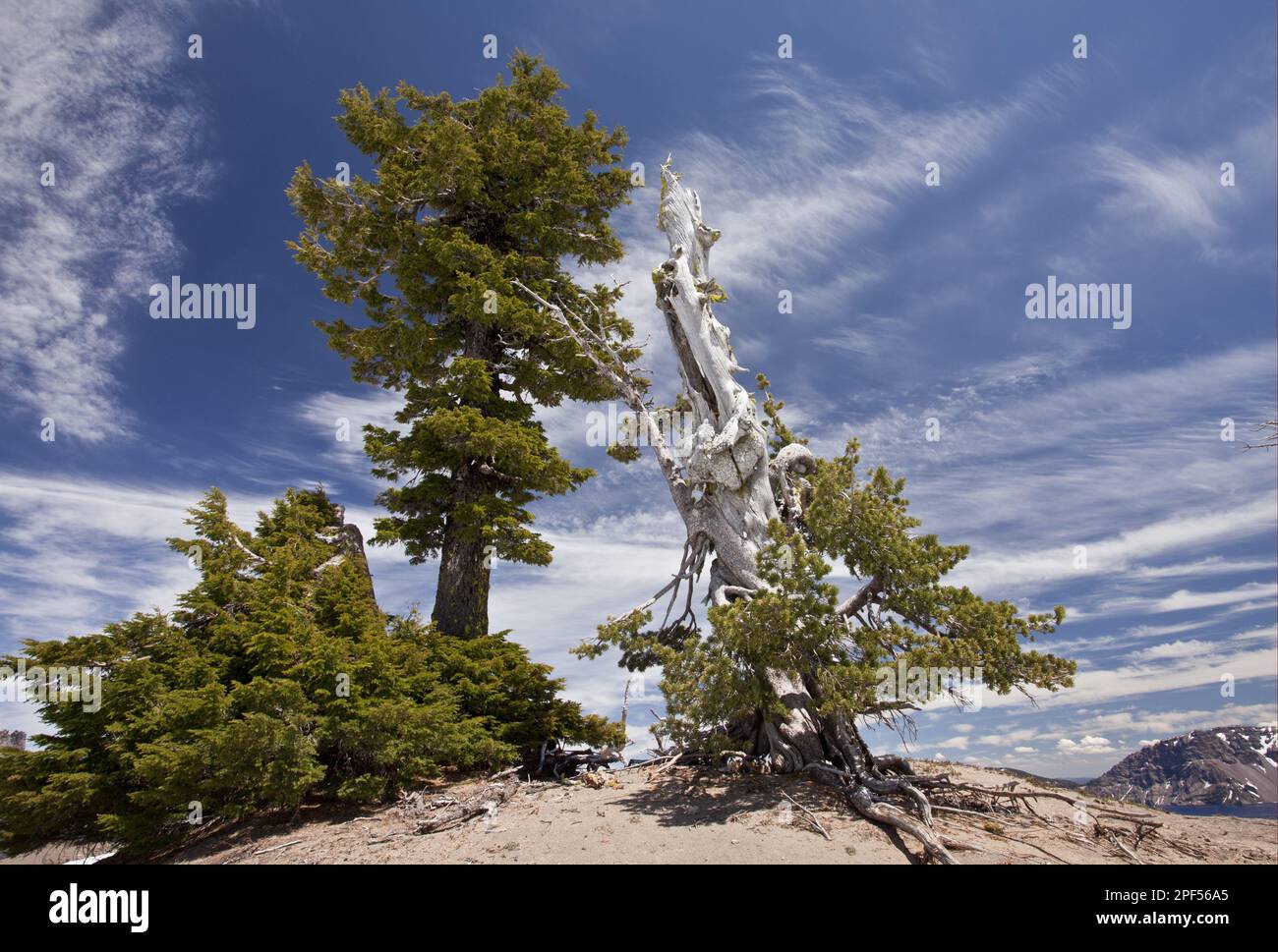 White pine (Pinus albicaulis) and mountain hemlock (Tsuga mertensiana) old growth, growing at 2200-meter band (2200m), Crater Lake N. P. Cascade Stock Photo