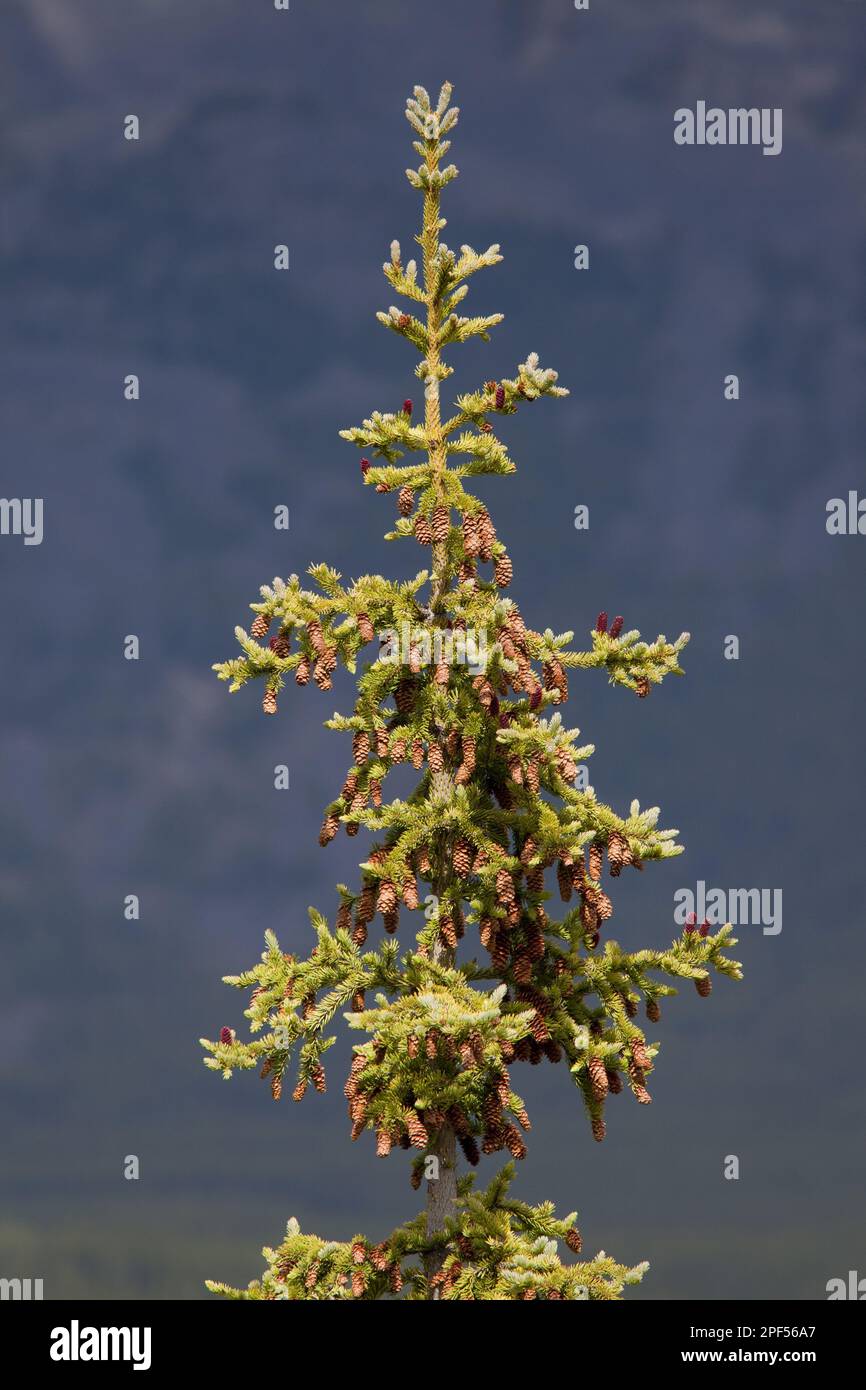 White spruce (Picea engelmannii) with adult cones, Jasper N. P. Rocky Mountains, Alberta, Canada Stock Photo