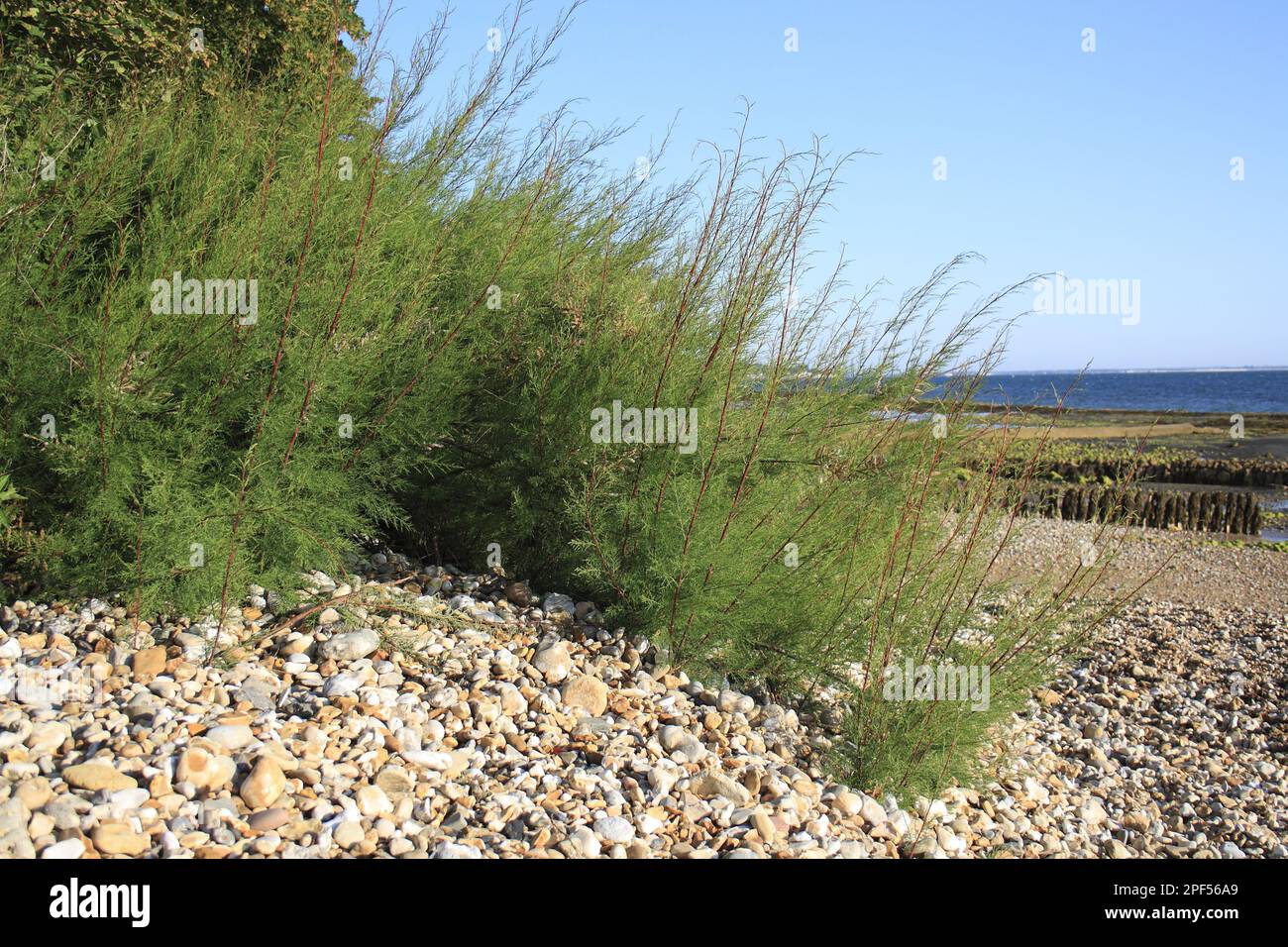 Tamarisk (Tamarix gallica) introduced species, habit, growing at edge of beach, Bembridge, Isle of Wight, England, United Kingdom Stock Photo