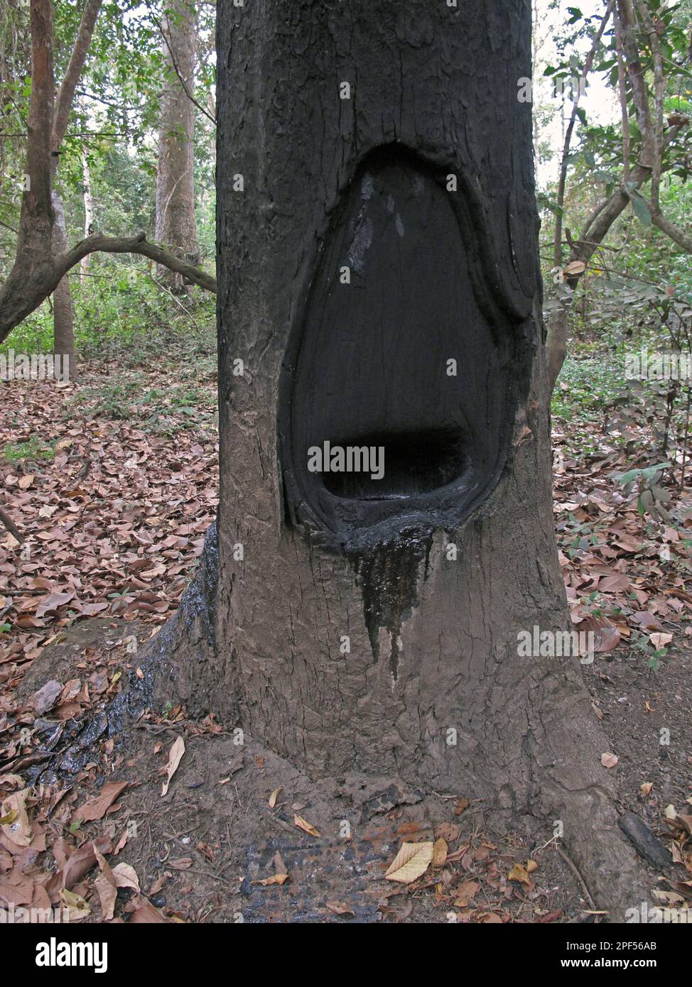 Close-up of the trunk of hairy-leaved resin tree (Dipterocarpus alatus), with fire hole cut into the trunk for burning out resin used as wood Stock Photo
