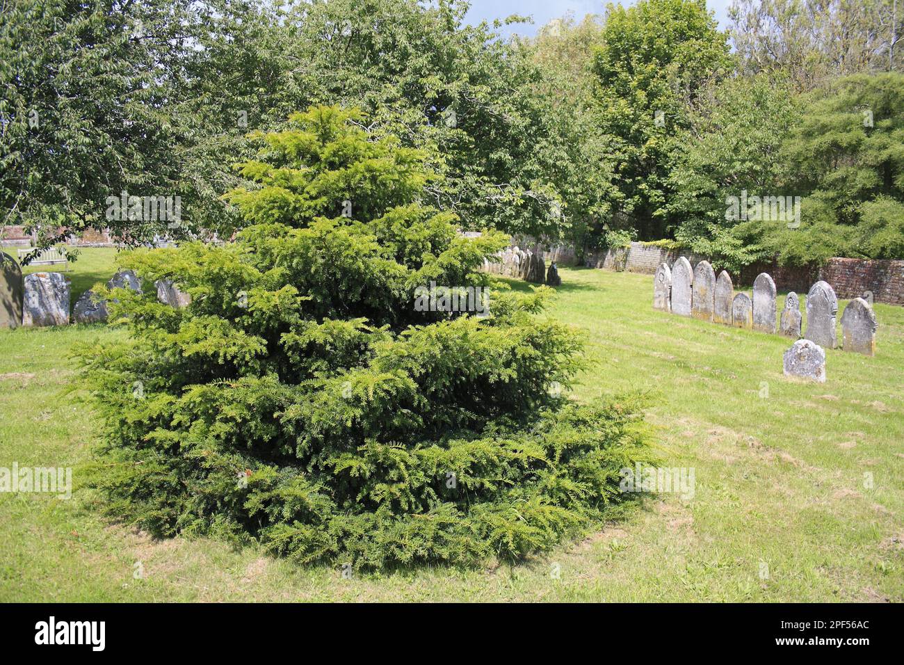 Common Yew (Taxus baccata) 'Millenium Yew', habit, planted in churchyard, St. George's Church, Arreton, Isle of Wight, England, United Kingdom Stock Photo