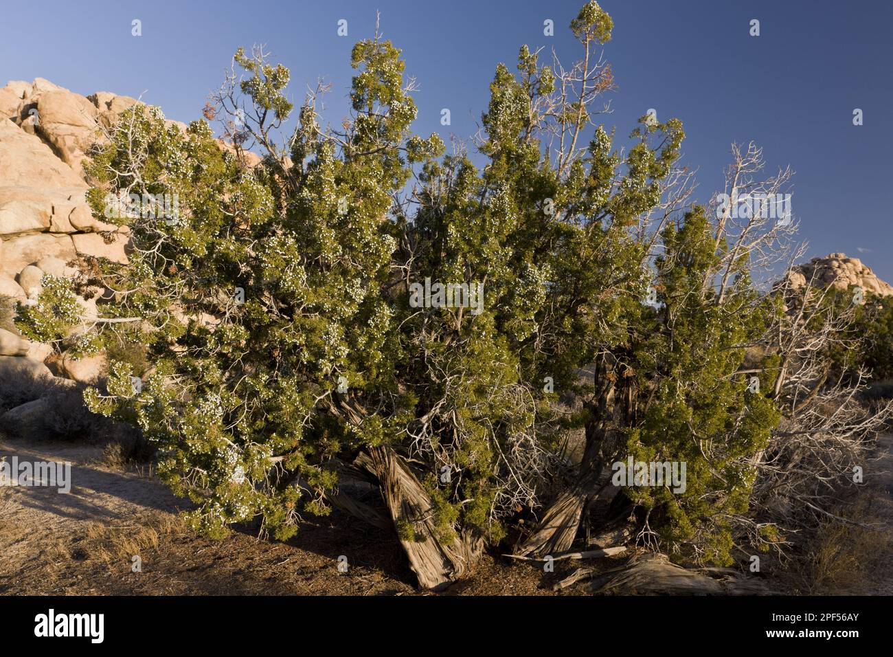 Habit california juniper (Juniperus californica), ancient tree growing