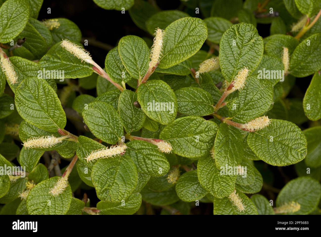 Net-leaved willow (Salix reticulata), Willow family, Net-leaved willow catkins and leaves, Rocky Mountains, Canada Stock Photo