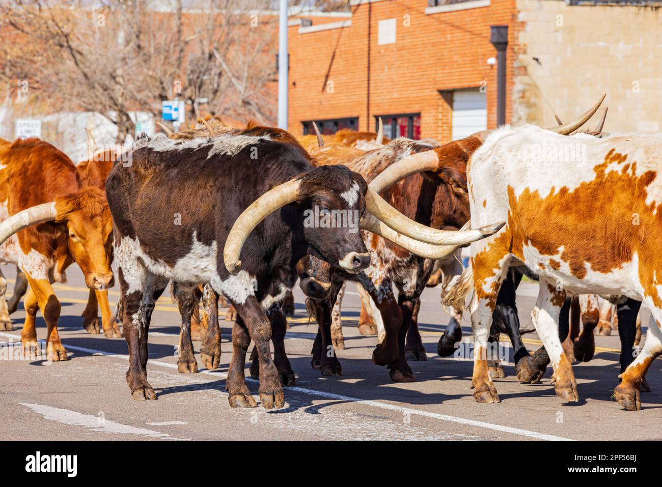 Close up shot longhorn cow hi-res stock photography and images - Alamy