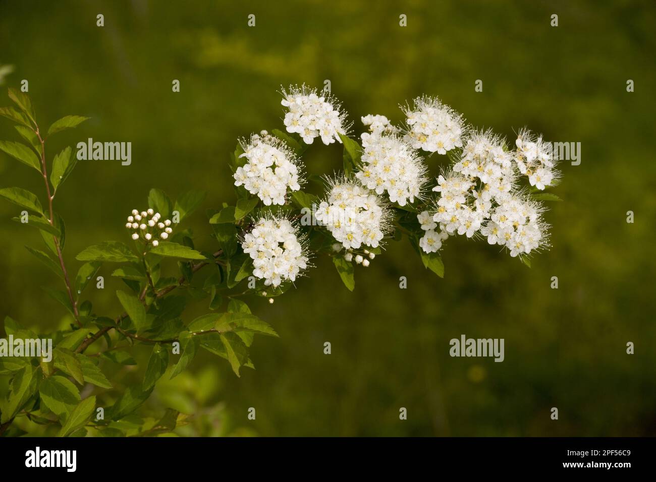 Elm-leaved elm-leaved spirea (Spiraea chamaedryfolia) close-up of flowers, naturalised species, Romania Stock Photo