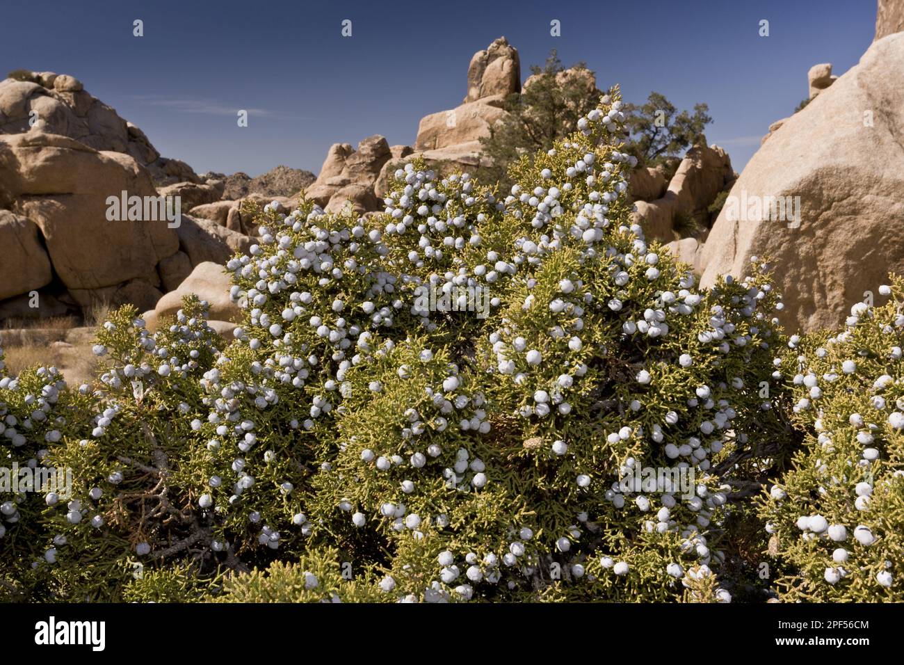 California juniper (Juniperus californica) in fruit, growing in the desert, Joshua Tree N. P. Mojave Desert, utricularia ochroleuca (U.) (U.) S. A Stock Photo