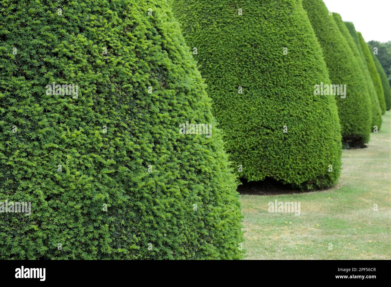 English yew (Taxus baccata), Common yew, Common yew clipped trees, in large garden, Norfolk, England, United Kingdom Stock Photo