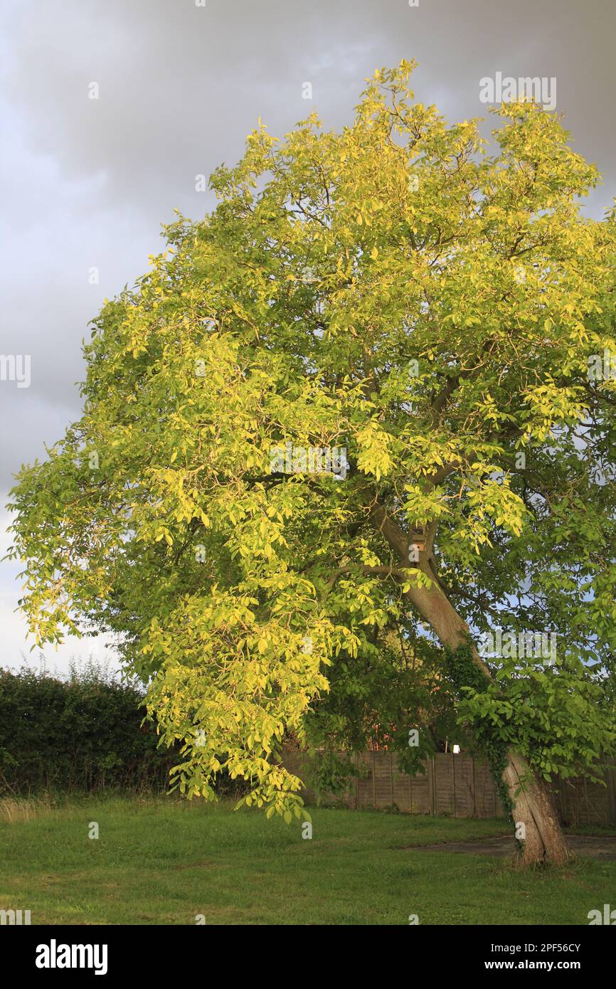Common Walnut (Juglans regia) habit, sunlit after rainfall in garden, Suffolk, England, United Kingdom Stock Photo