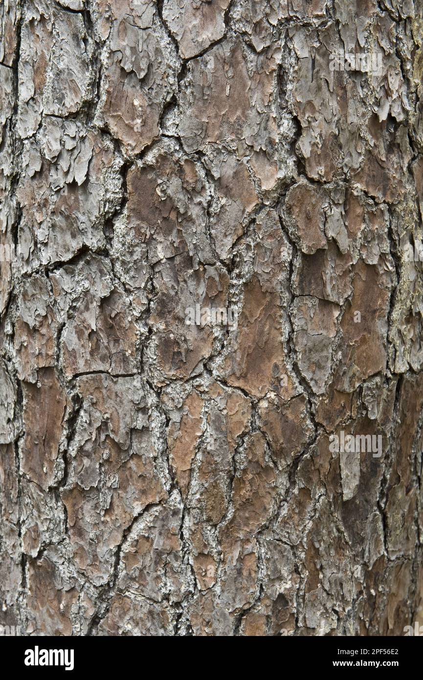 Caribbean pine (Pinus caribaea) Close-up of bark, St Lucia, Windward Islands, Lesser Antilles Stock Photo
