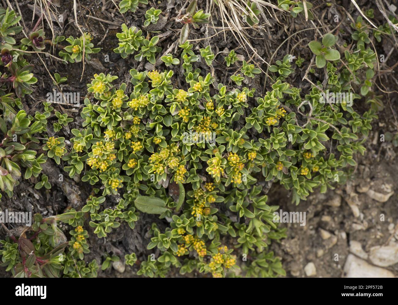Thyme-leaved willow, Thyme-leaved dwarf willow, Thyme-leaved willow, Thyme-leaved dwarf willow, Thyme-leaved willow (Salix serpyllifolia) flowering Stock Photo