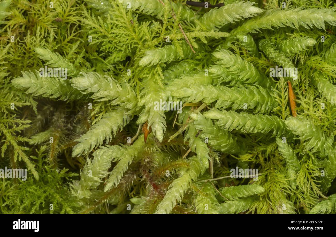 Bidentate cammkel moss (Lophocolea bidentata), liverwort, moss, bifid Crestwort Exmoor N. P. Somerset, England, United Kingdom Stock Photo
