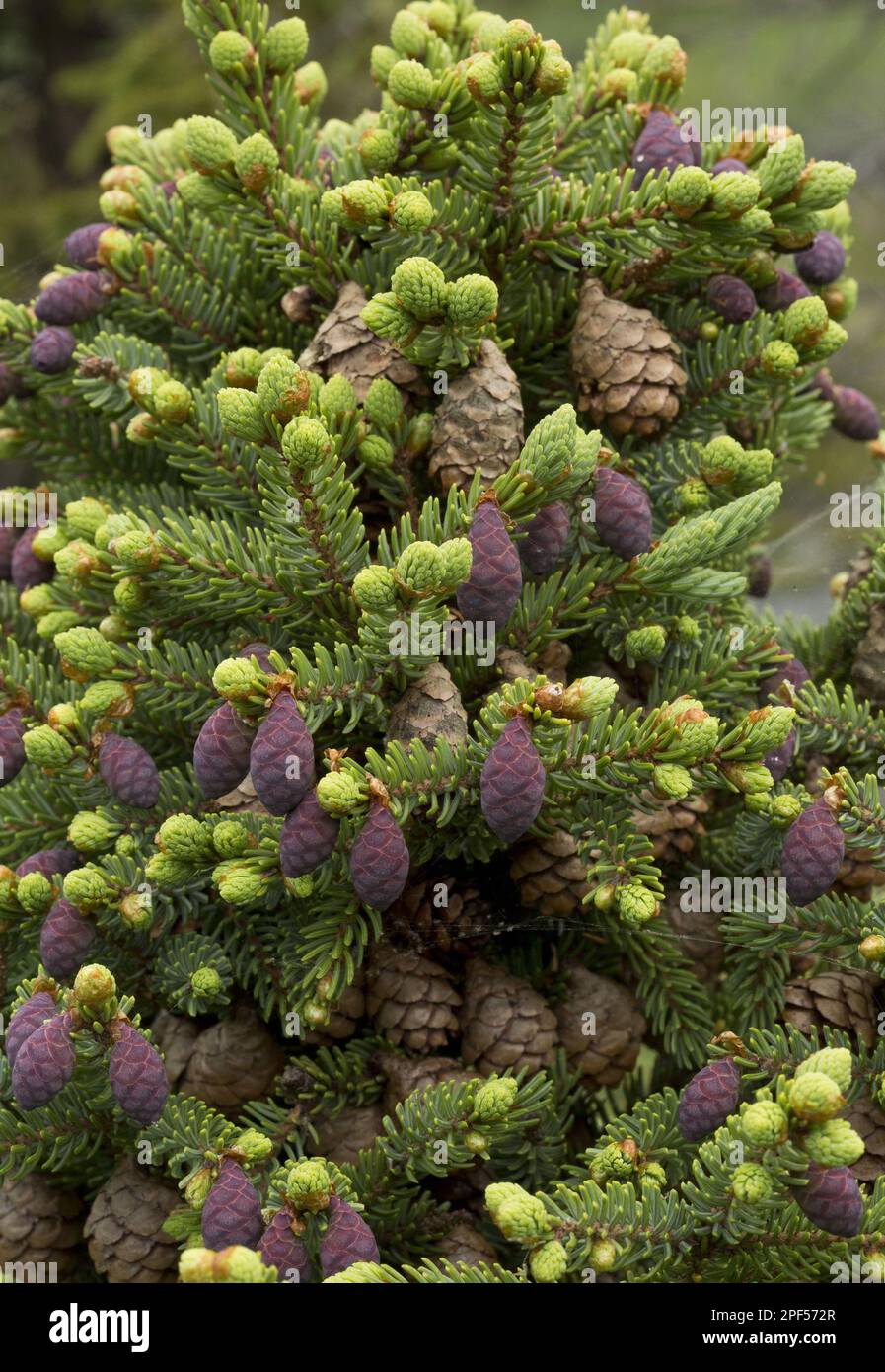 Black black spruce (Picea mariana) close-up of mature and immature female cones, Newfoundland, Canada Stock Photo