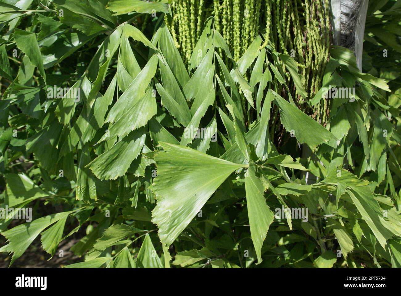 Fishtail palm caryota urens hi-res stock photography and images
