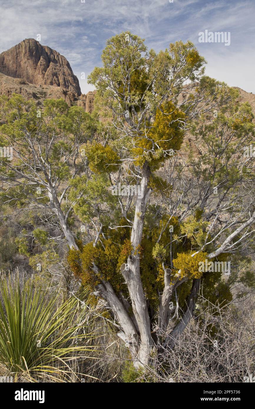 Juniper mistletoe (Phoradendron juniperinum) hemiparasite on old juniper (Juniperus sp.), Chisos Mountains, Big Bend N. P. Chihuahuan Desert Stock Photo