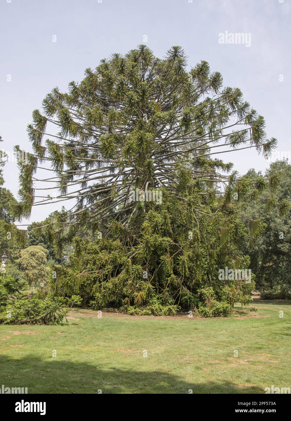 Habitus of bunya pine (Araucaria bidwillii), listed in the 'Register of Significant Trees', Ballarat Botanic Garden, Victoria, Australia Stock Photo