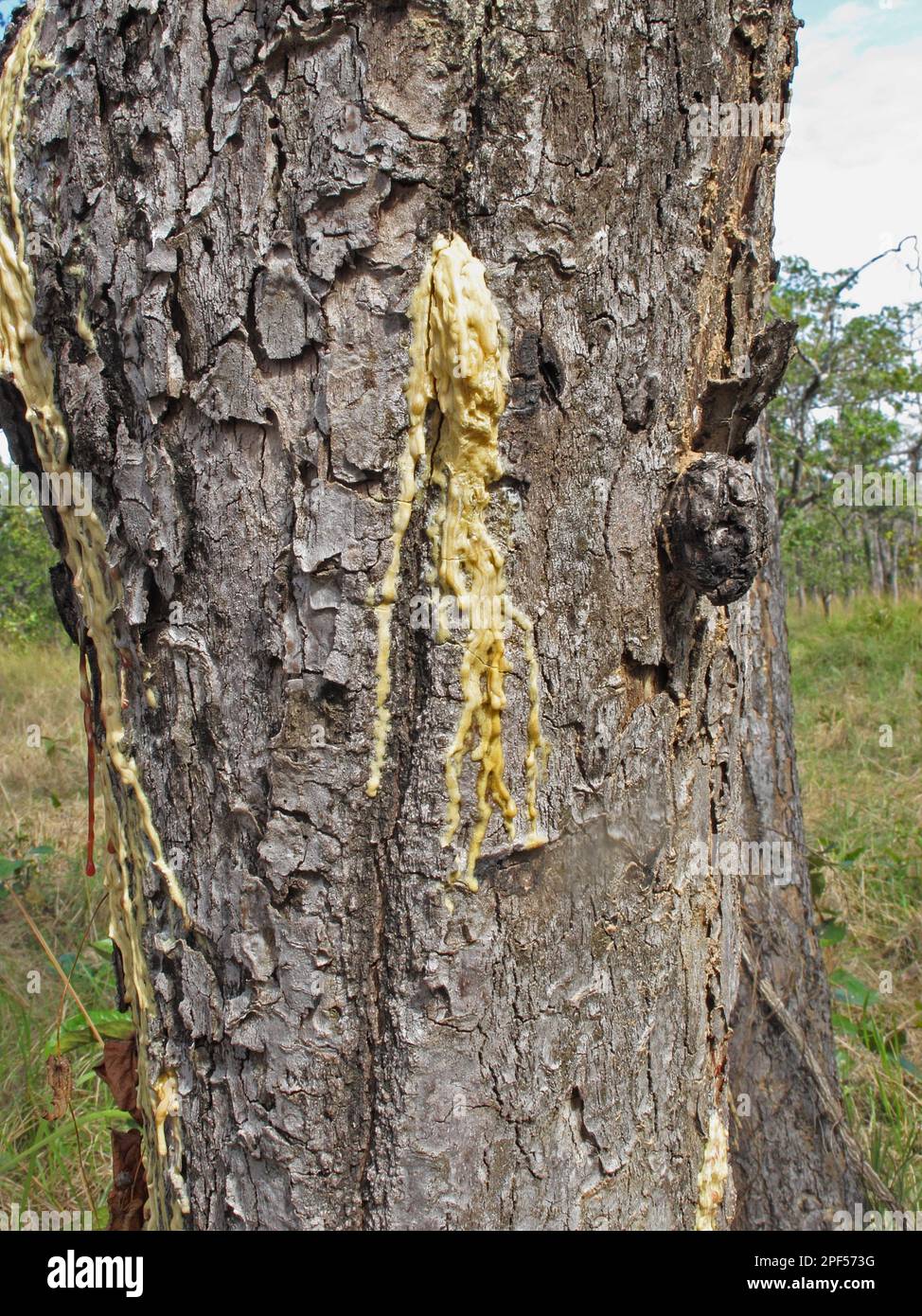 Hairy-leaved resin tree (Dipterocarpus alatus) Close-up of stem with resin escaping naturally, Prey Veng, Cambodia Stock Photo