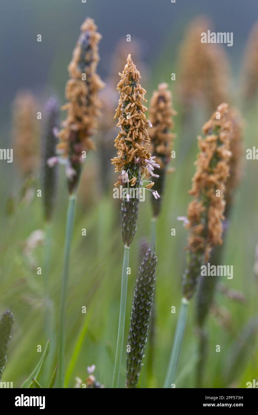 Bent foxtail grass, sweet grasses, Marsh marsh foxtail (Alopecurus geniculatus) flowering, Powys, Wales, United Kingdom Stock Photo