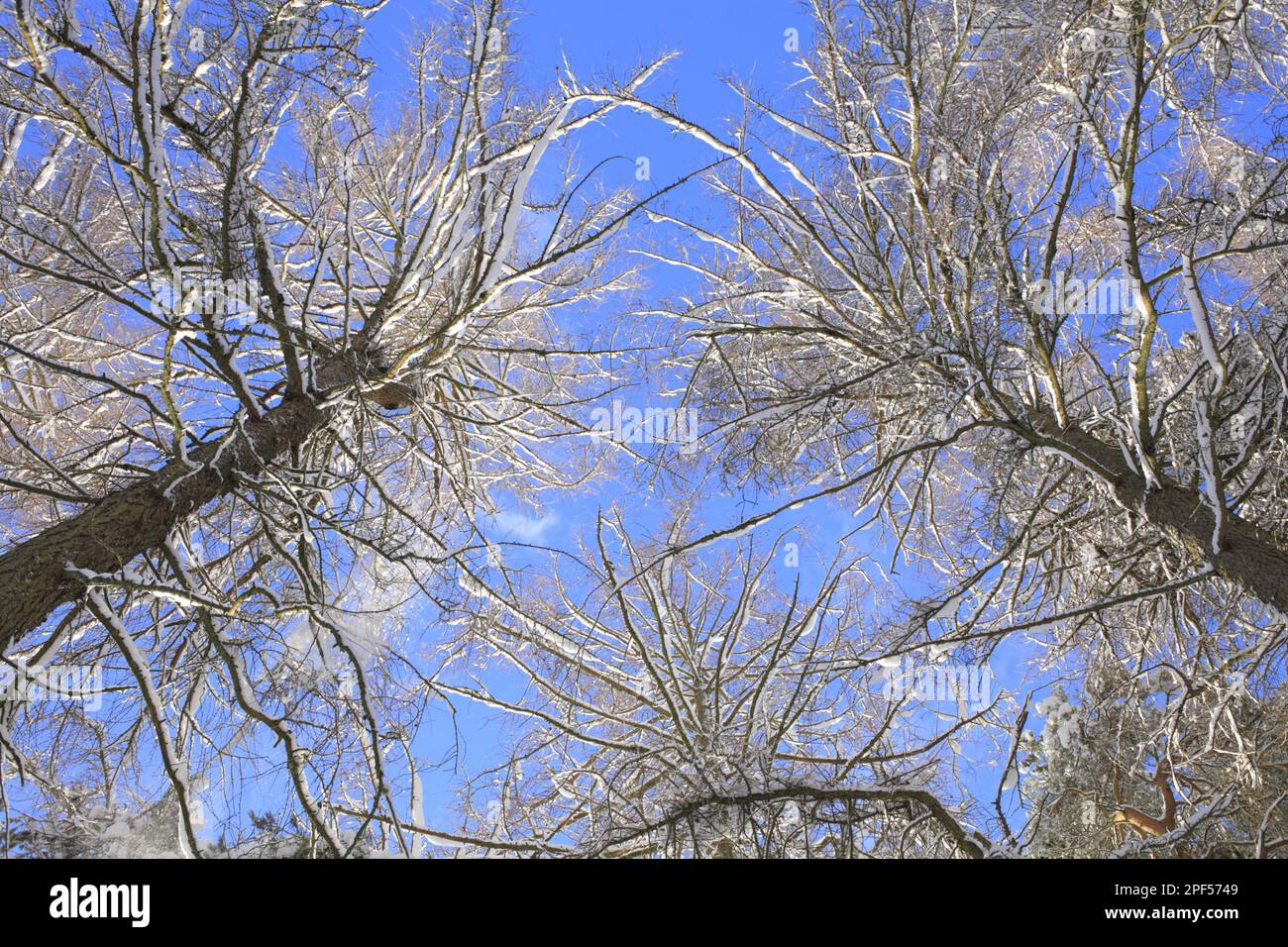 Snow-covered larch trees (Larix sp.) after snowfall, view into the canopy, Powys, Wales, United Kingdom Stock Photo
