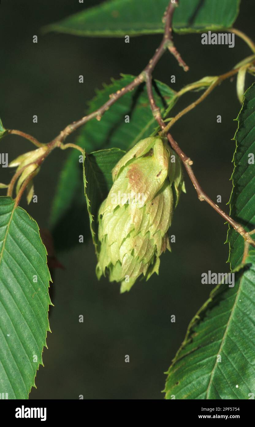 Oriental hornbeam, Birch family, eastern woolly lemur (orientalis) Fruit Stock Photo