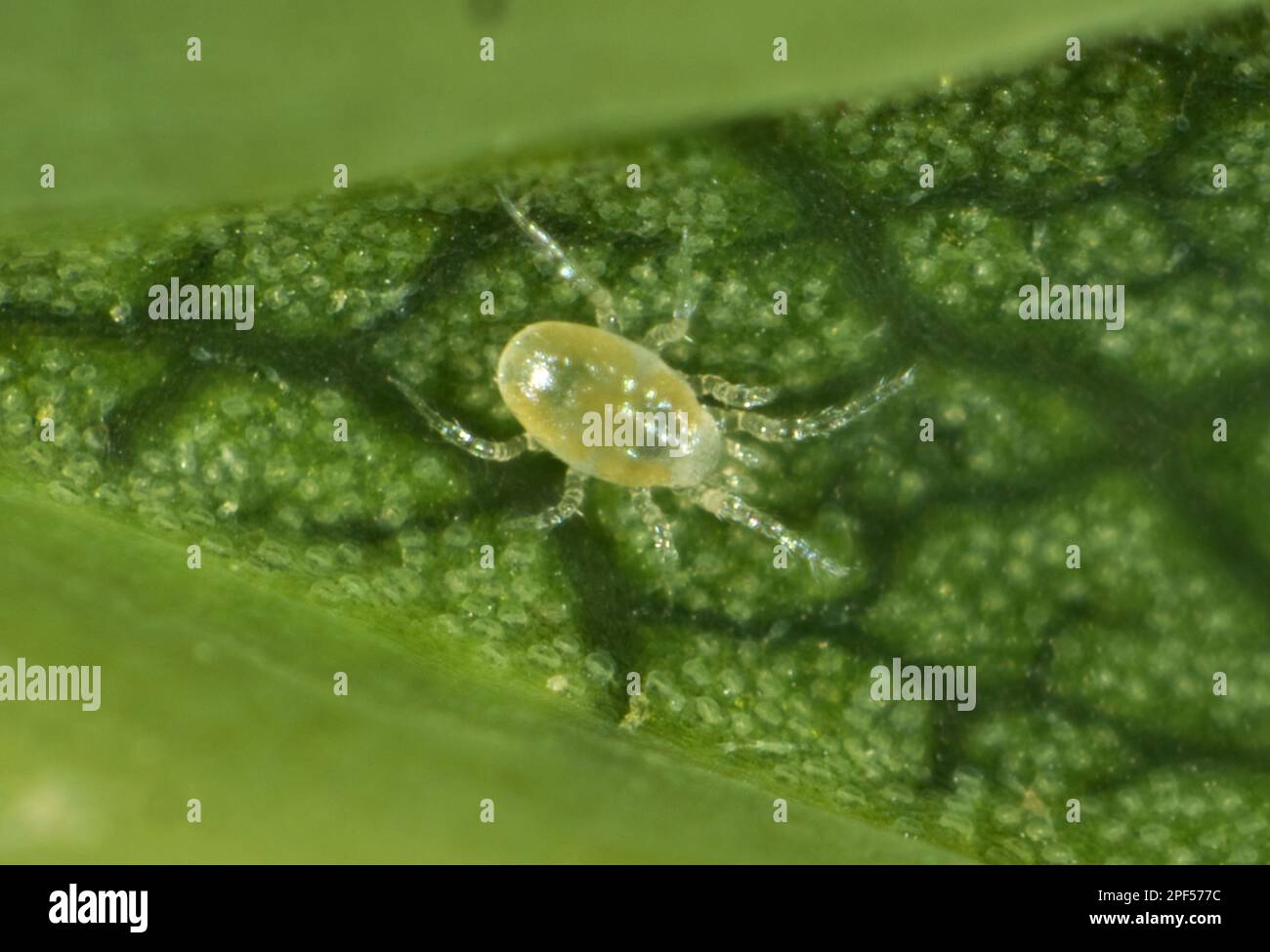 Phytoseiid mite (Phytoseiidae) on the underside of a sycamore leaf Stock Photo