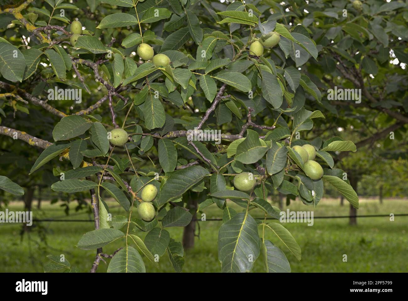 Walnut, walnut tree, walnuts, walnuts, walnut family, walnuts in fruit on trees, Sainte-Foy-la-Grande, Gironde, France Stock Photo