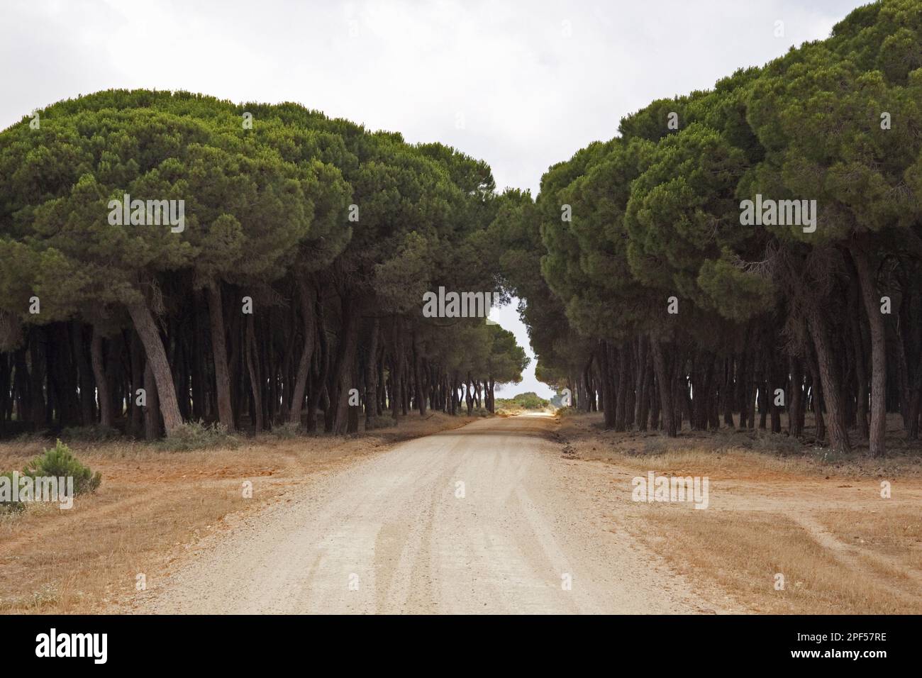 Pine, Italian stone pine, Mediterranean pine, umbrella pine, Stone pines trees line the road to the Palacio, the research station of the Coto Donana Stock Photo