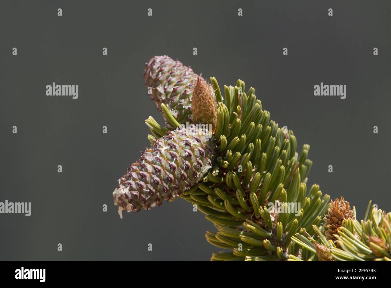 Great basin bristlecone pine (Pinus longaeva), Longleaf pine, Western pine, Pine family, Ancient bristlecone pine close-up of cone Stock Photo