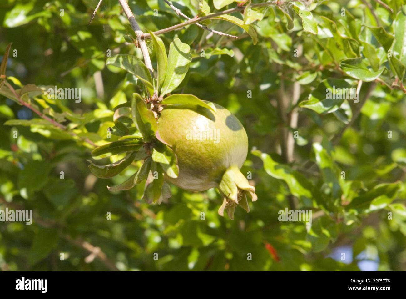 Pomegranate, pomegranates, grenadine, pomegranate tree, loosestrife of