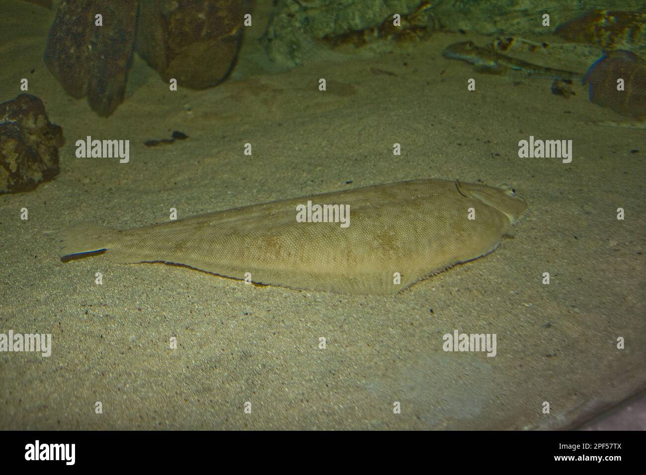 Sole, Sole, Other animals, Fish, Flatfish, Animals, sole, Solea spec Stock Photo Alamy