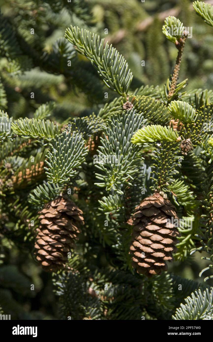 Koyama spruce, koyama spruce, pine family, koyama spruce leaf and cone Stock Photo