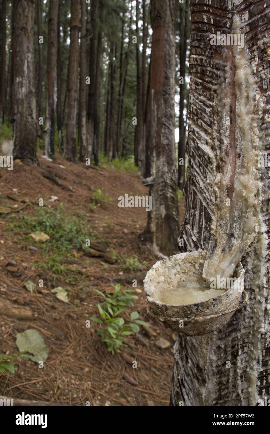 Caribbean pine, pine family, Tapping pine tree for resin, Sri Lanka Stock Photo