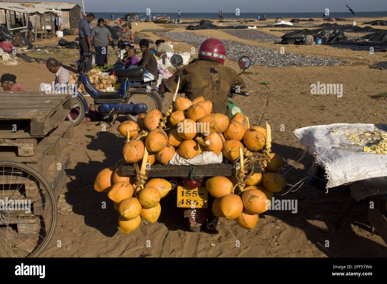 Coconut palm, coconut palm, coconut, coconuts, palm plants, coconuts
