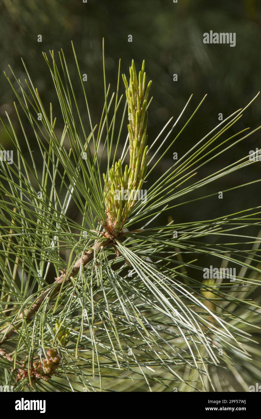 Mexican Weymouth pine, pine family, Mexican White Pine leaf Stock Photo